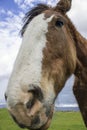 Clydesdale in Sonoma, California.