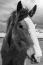 Clydesdale horses in Sonoma, California Royalty Free Stock Photo