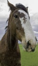 Clydesdale horse in Sonoma, California