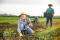 Happy horticulturist showing freshly harvested red leaf mustard