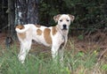 Happy hound bulldog mixed breed dog wagging tail. Royalty Free Stock Photo