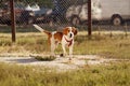 Happy hound dog are running outdoors