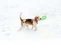 Happy hound dog are running outdoors in white snow