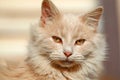 Happy House Cat Royalty Free Stock Photo