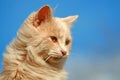 Happy House Cat Royalty Free Stock Photo