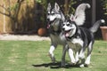 Happy Huskies Royalty Free Stock Photo