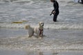 Happy husky dog and surfer at the Gordon beach. Tel Aviv, Israel