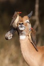 Happy impala Royalty Free Stock Photo