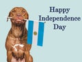 Happy Independence Day. Charming puppy and Flag of Argentina