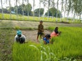 Happy Indian Farmers working in green field