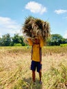 Happy indonesian farmer smile after rice harvest in organic agriculture rice field farm