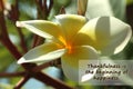 Inspirational quote- Thankfulness is the beginning of happiness. With beautiful white Bali frangipani flower blossom on tree. Royalty Free Stock Photo