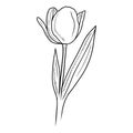 Happy International Women\'s day. Realistic beautiful opened tulip flower with leaf. Hand drawn vecto