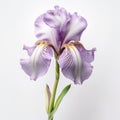 Happy Iris Bloom On White Background In Chinese Art Style