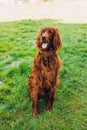 Happy Irish red setter portrait on green grass background, High quality photo Royalty Free Stock Photo