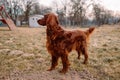 Happy Irish setter dog playing outdoors at spring time Royalty Free Stock Photo