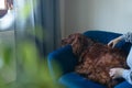 Happy Irish setter dog sleeping resting on blue sofa near grey wall Royalty Free Stock Photo