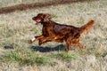 Happy Irish setter with a red ball and a white bandage wrapped paw running in a dry grass field in an off-leash dog park on a sunn Royalty Free Stock Photo