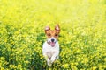 Happy Jack Russel Terrier puppy running Royalty Free Stock Photo