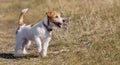 Happy jack russell dog puppy walking in the grass