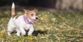 Happy jack russell puppy pet dog running and playing Royalty Free Stock Photo