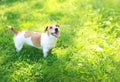 Happy Jack Russell Terrier dog on green grass summer in sunny day looking up