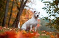 Happy Jack Russell Terrier Dog Sitting on the Grass. Autumn Leaves in Background