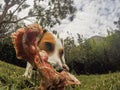 Happy Jack Russell Terrier Dog Sniffing A Huge Bone Royalty Free Stock Photo