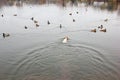 Happy jack russell terrier hunting ducks on the lake, natural background, european landscape