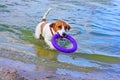 Happy jack russell terrier pulls out of the water puller and carries the owner