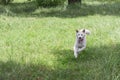 A happy Japanese Akita Inu dog runs in the summer on the grass on a sunny day on a natural background.