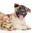 Happy Japanese Akita inu puppy dog lying with small bengal cat. isolated