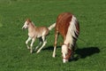 Happy jumping Haflinger foal with his mother Royalty Free Stock Photo