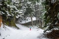 Happy Kid Enjoy a Walk in the Snowy Fir Forest During Heavy Blizzard. Winter Snowfall Landscape Photography Royalty Free Stock Photo