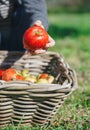 Happy kid playing with apples over wicker basket Royalty Free Stock Photo