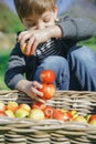 Happy kid playing with apples over wicker basket Royalty Free Stock Photo