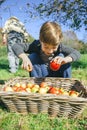 Happy kid putting apples in wicker basket with Royalty Free Stock Photo