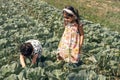 Happy kids in cabbage, field a sunny day. Royalty Free Stock Photo