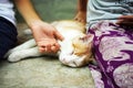 Happy kitten likes being stroked by girl`s hand Royalty Free Stock Photo