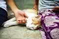 Happy kitten likes being stroked by girl`s hand