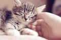 Happy kitten likes being stroked by woman`s hand Royalty Free Stock Photo