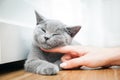 Happy kitten likes being stroked by woman's hand. Royalty Free Stock Photo