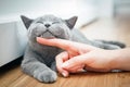 Happy kitten likes being stroked by woman`s hand. Royalty Free Stock Photo