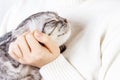 Happy kitten likes being stroked by woman's hand. The British Shorthair. Scottish kitten Royalty Free Stock Photo