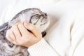 Happy kitten likes being stroked by woman's hand. The British Shorthair. Scottish kitten