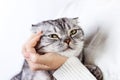 Happy kitten likes being stroked by woman's hand. The British Shorthair. Scottish kitten Royalty Free Stock Photo