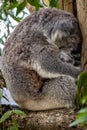 Happy koala hugging its baby koala and perched atop a tree with a blurry background