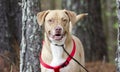 Happy Lab American Bulldog mixed breed dog with red harness, pet adoption photography