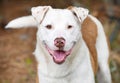 Happy Lab Aussie mix breed dog wagging tail