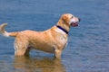 Happy Labrador Dog